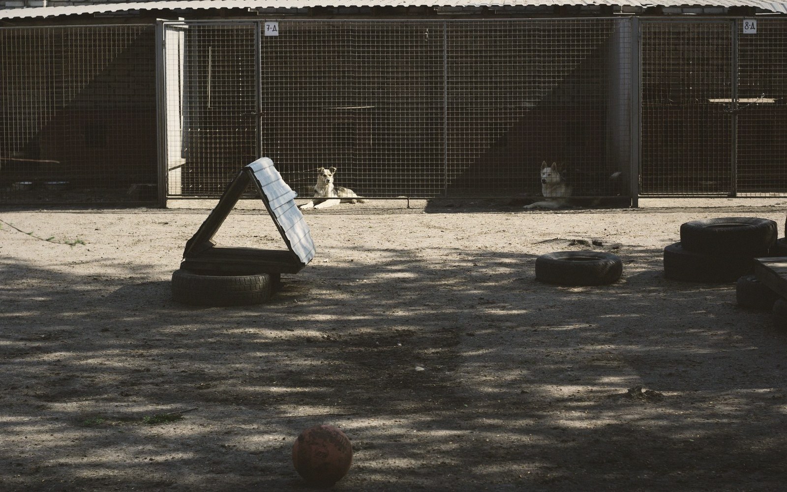 Dogs resting in a fenced outdoor kennel area with tires and a ball scattered nearby