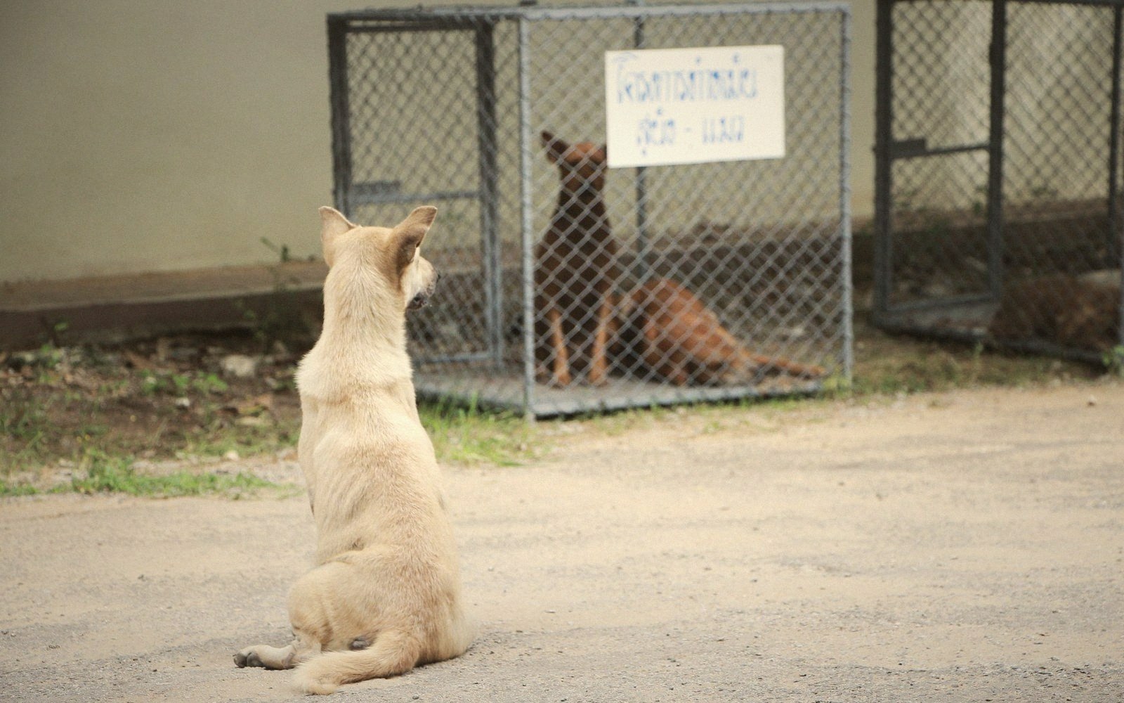 A dog sits outside a wire kennel, facing another dog inside behind a fence