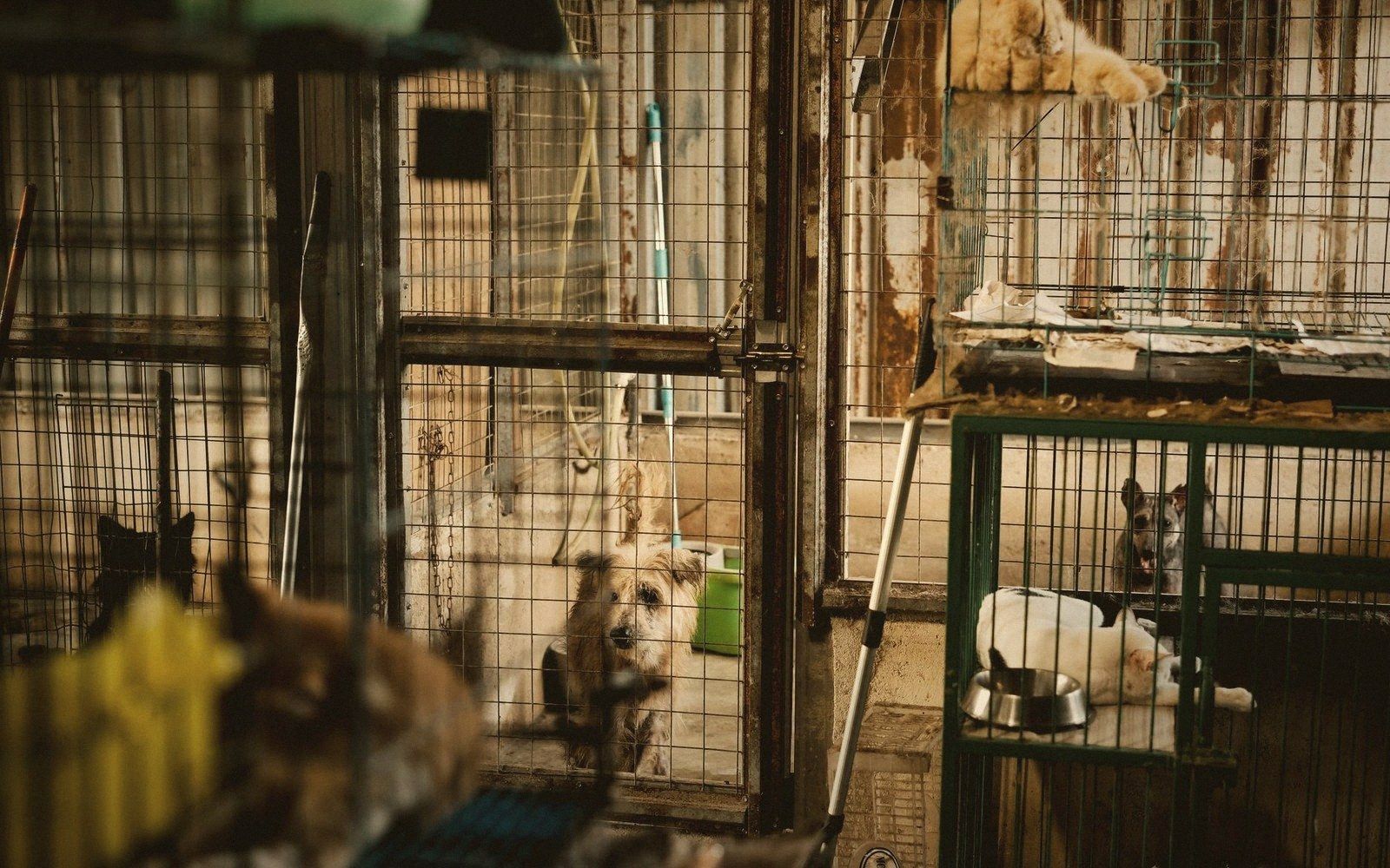 Several dogs sit in wire cages inside a cluttered, rundown shelter room