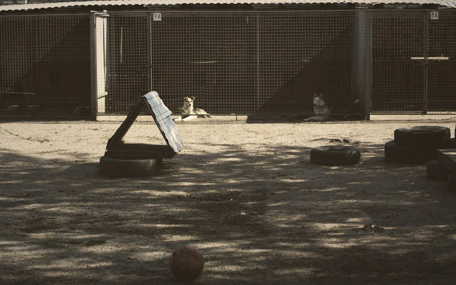 Two dogs rest in shaded kennel enclosures beside tires and a makeshift agility ramp