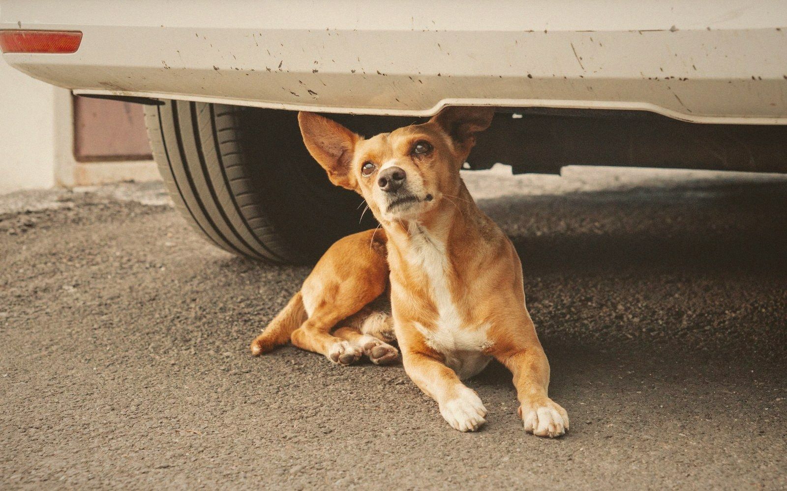 A small tan and white dog lies on pavement beneath a parked car