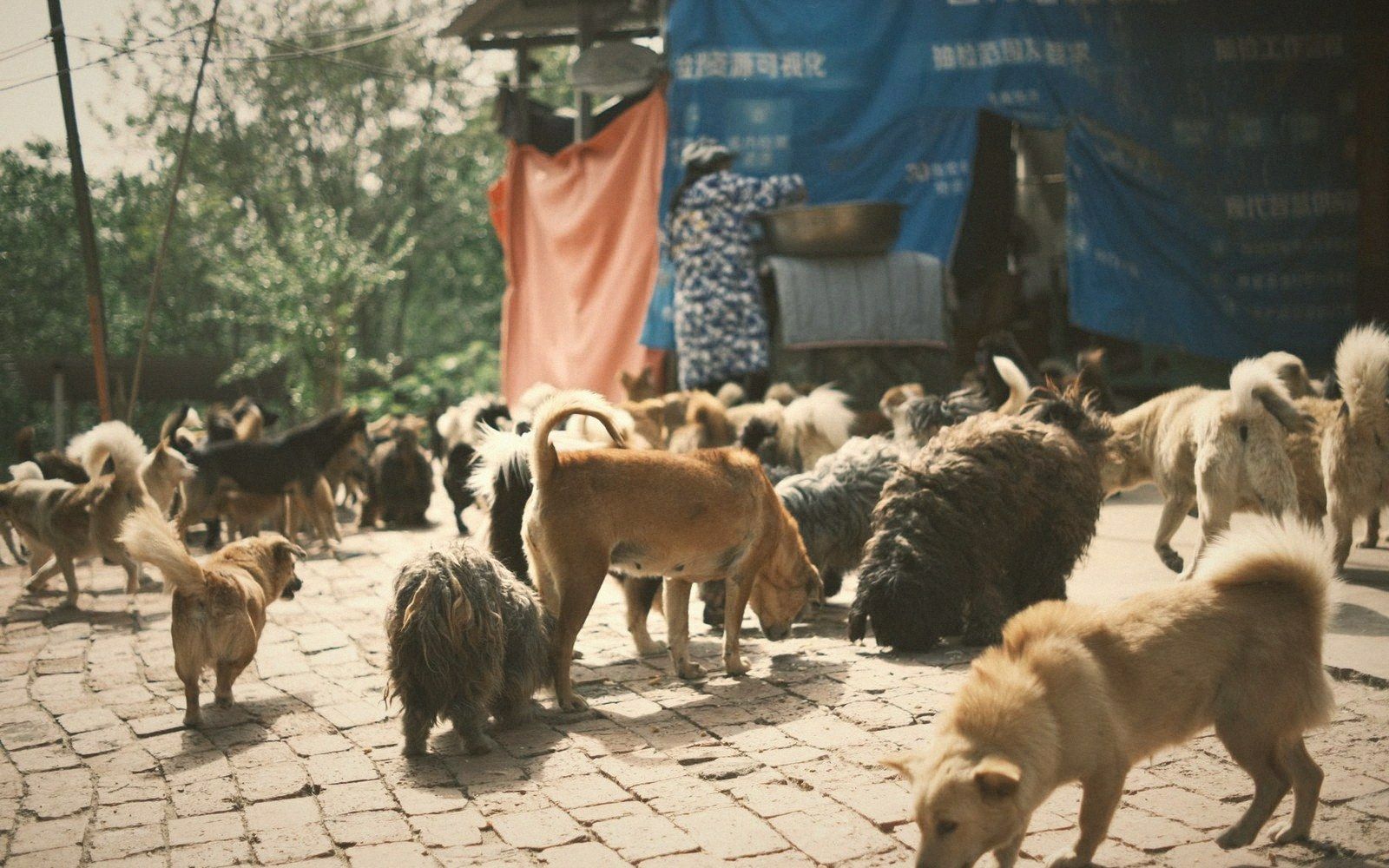A large group of stray dogs gathers on a cobblestone street near a vendor's stall