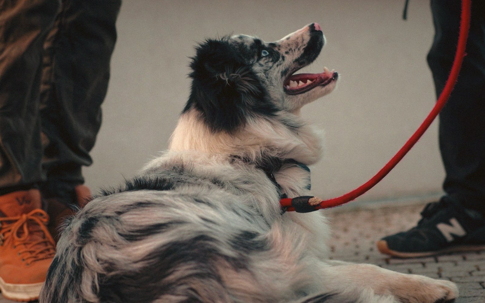 A merle-coated dog on a red leash looks up between two people's legs