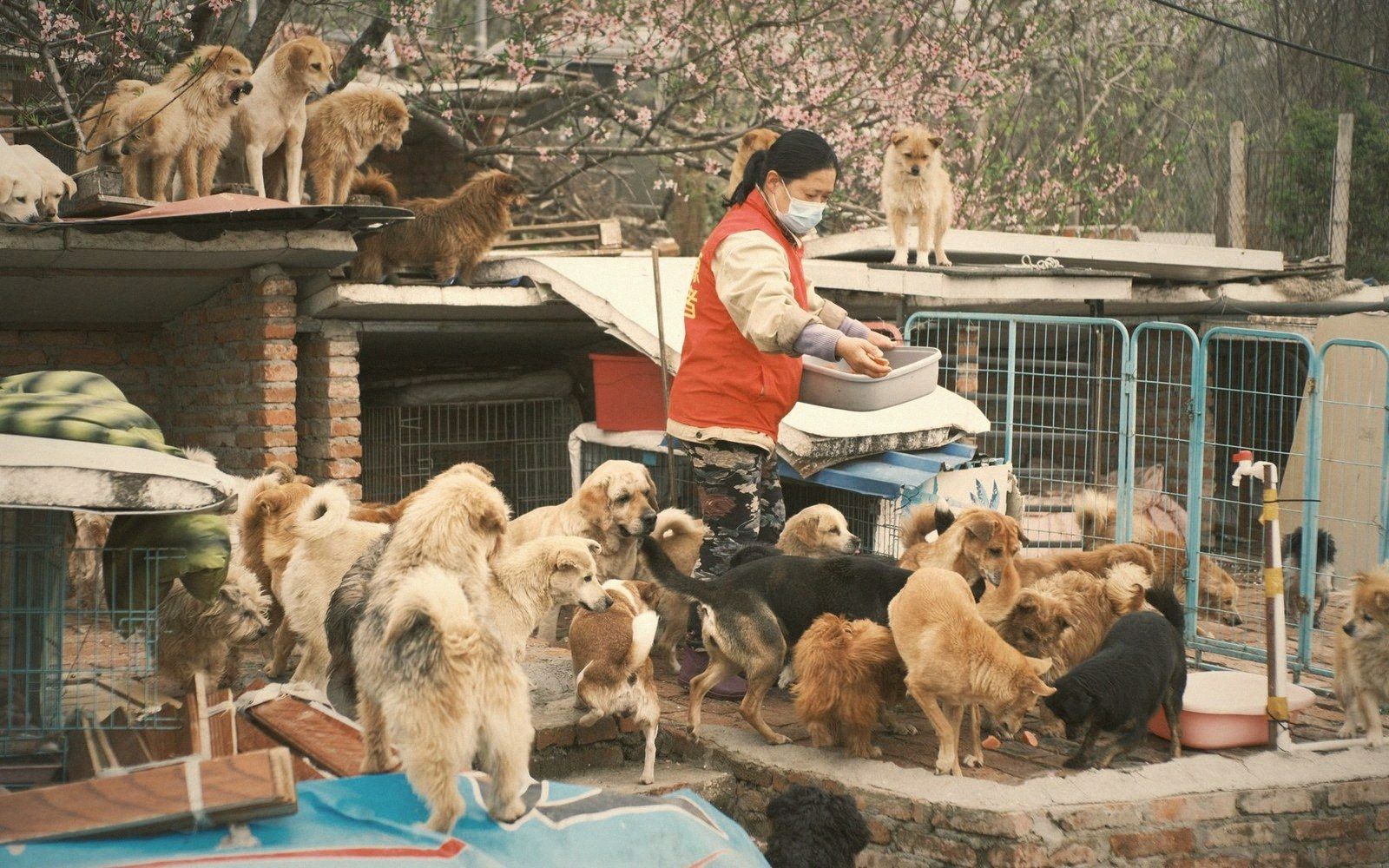 A masked caretaker feeds a large crowd of rescued dogs gathered on rooftops and in a shelter yard