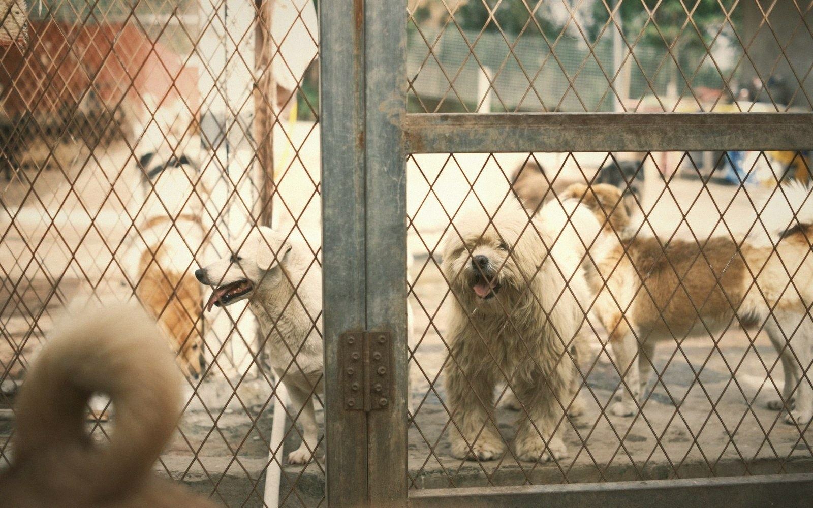 Several dogs stand behind a chain-link fence gate at an outdoor shelter enclosure