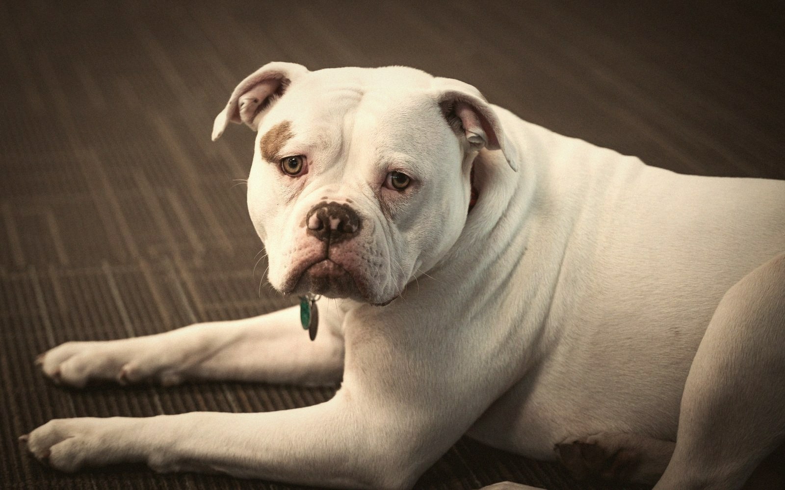 White bulldog with a brown eye patch lying on a striped carpet indoors