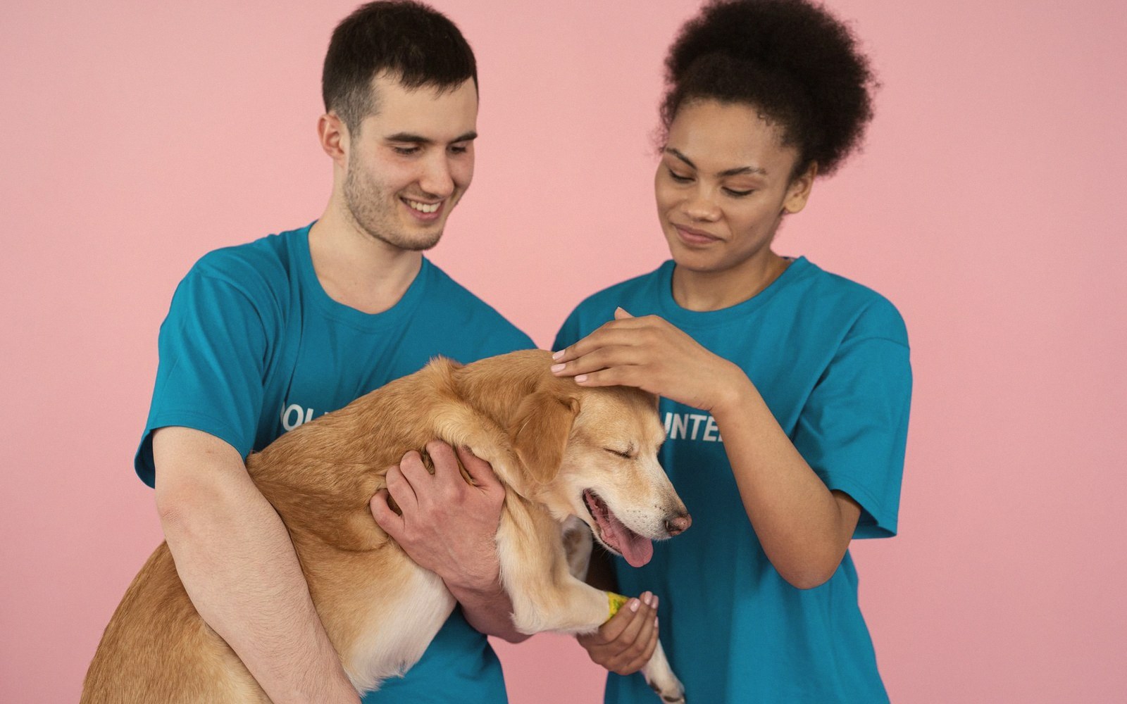 Two volunteers in teal shirts gently pet a tan and white dog against a pink backdrop