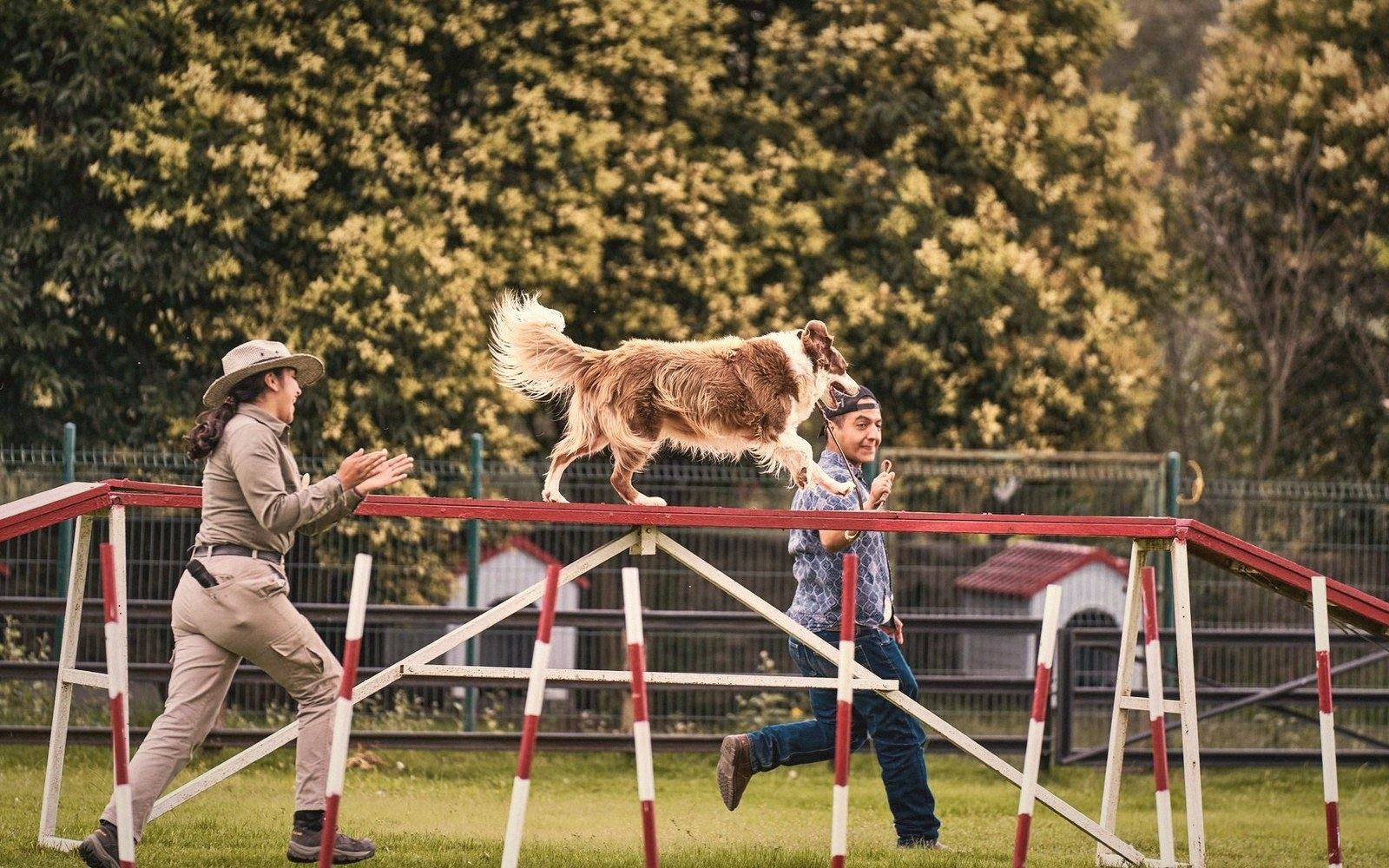 A dog walks across a raised balance beam as two handlers guide it on either side