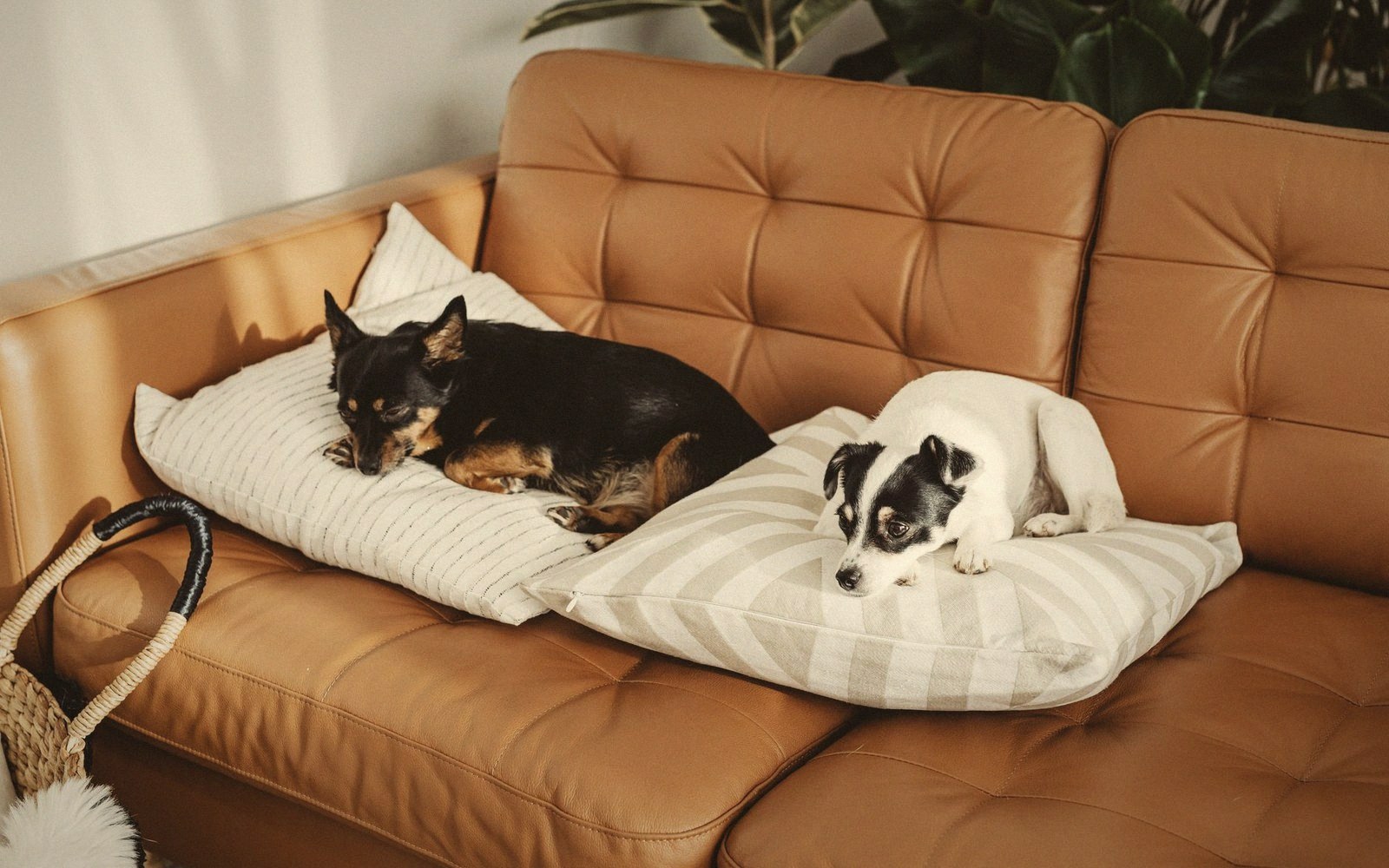 Two small dogs rest on striped pillows atop a tan leather couch
