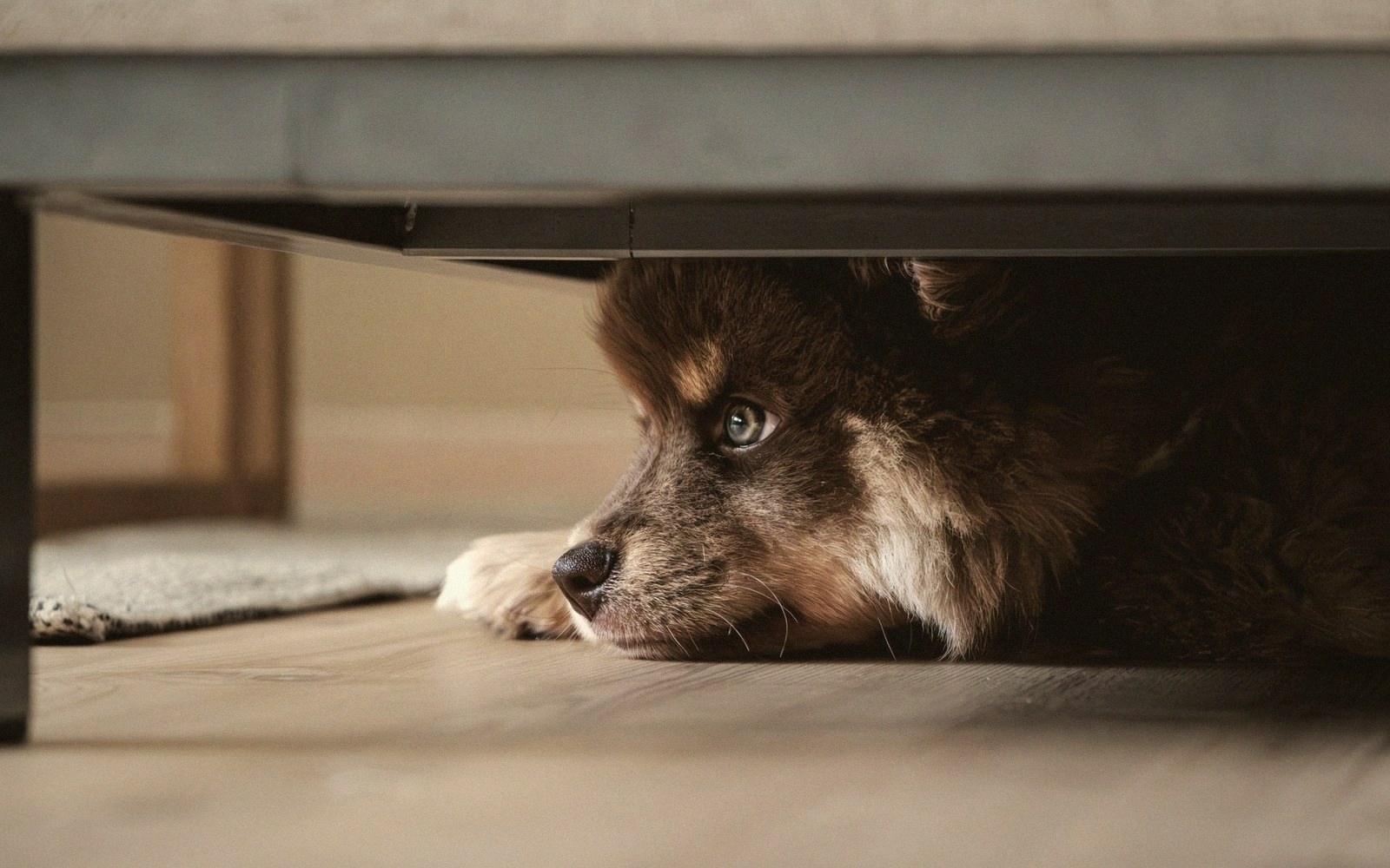 A fluffy dog peeks out from underneath a low piece of furniture