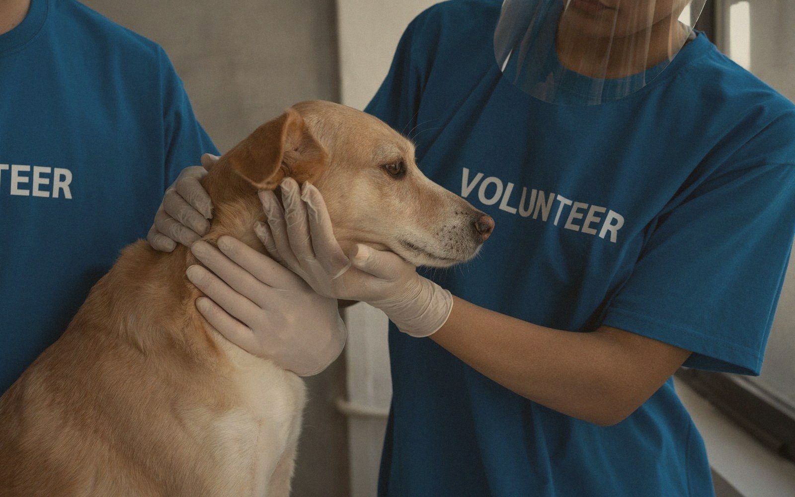 Gloved volunteers in blue shirts gently examine a tan dog's head and neck