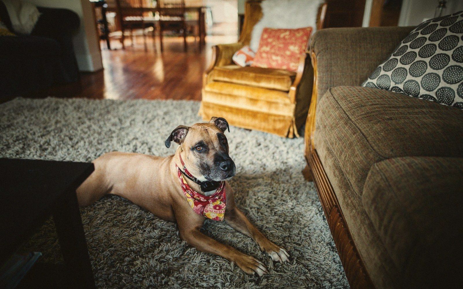 A tan dog wearing a floral bandana lies on a rug in a living room
