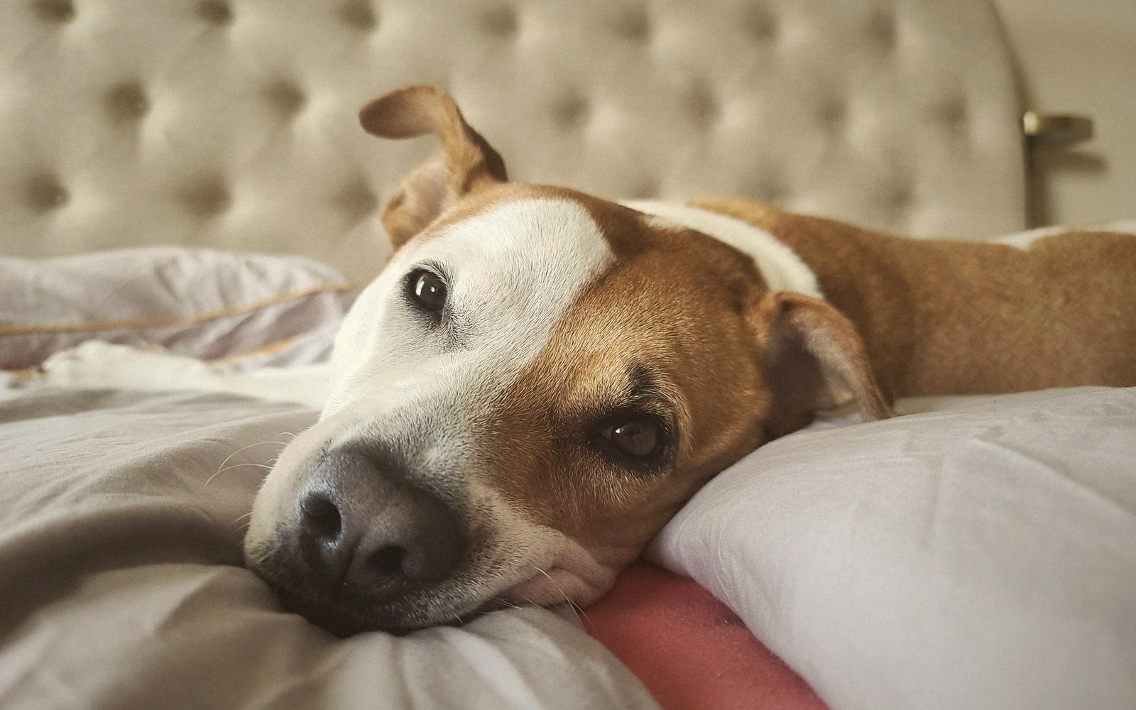 Brown and white dog resting its head on a pillow, looking at camera