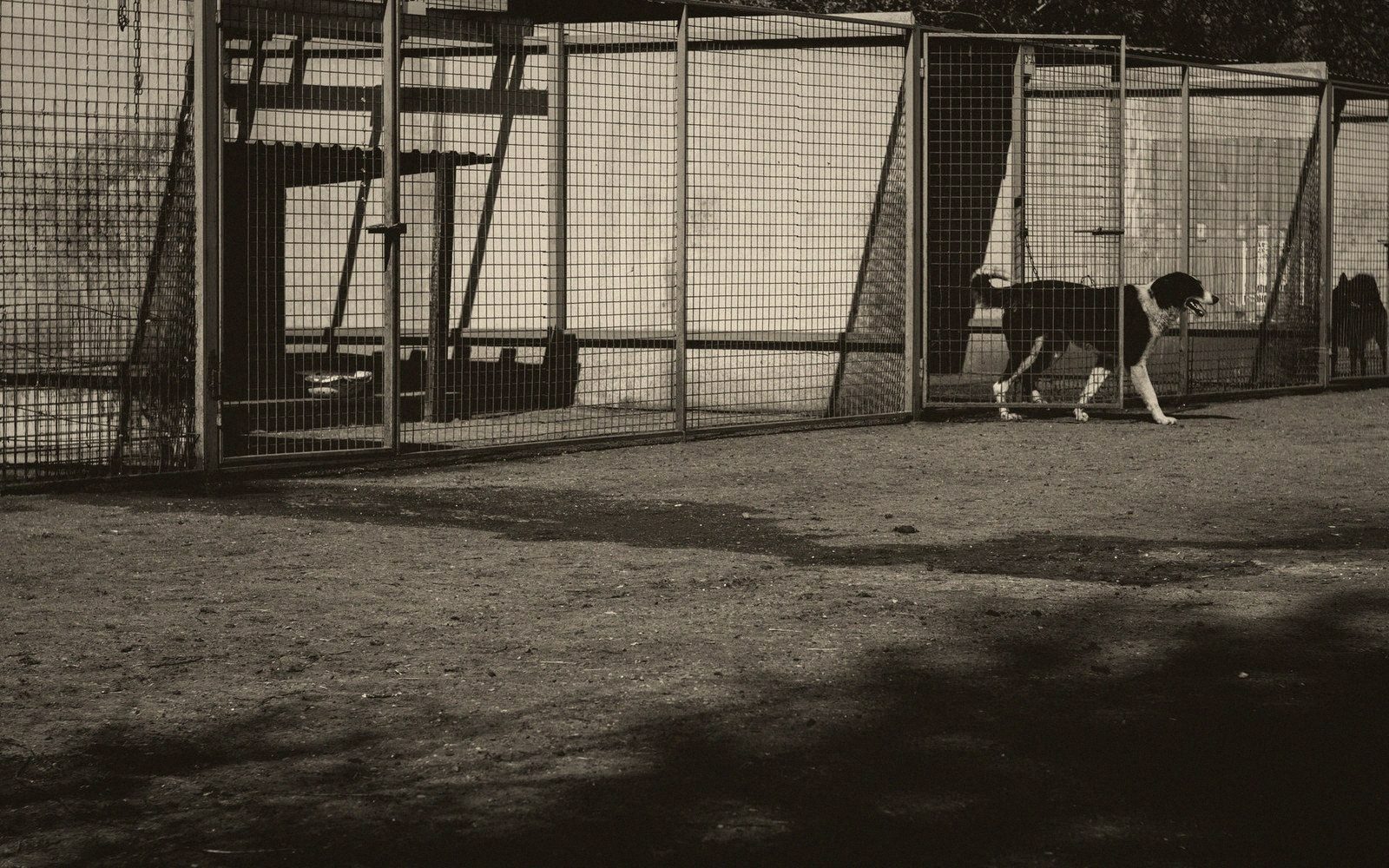A kennel block corridor of empty runs, hosed floor