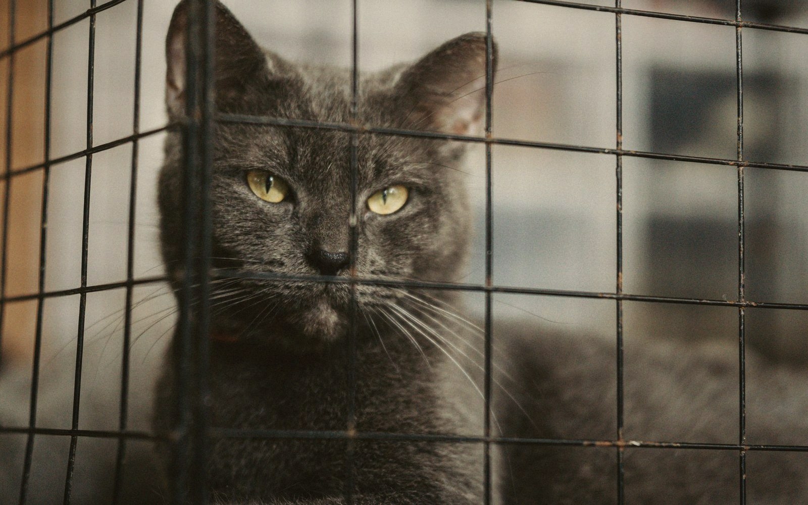A volunteer sitting on a pen floor with a cat ignoring them