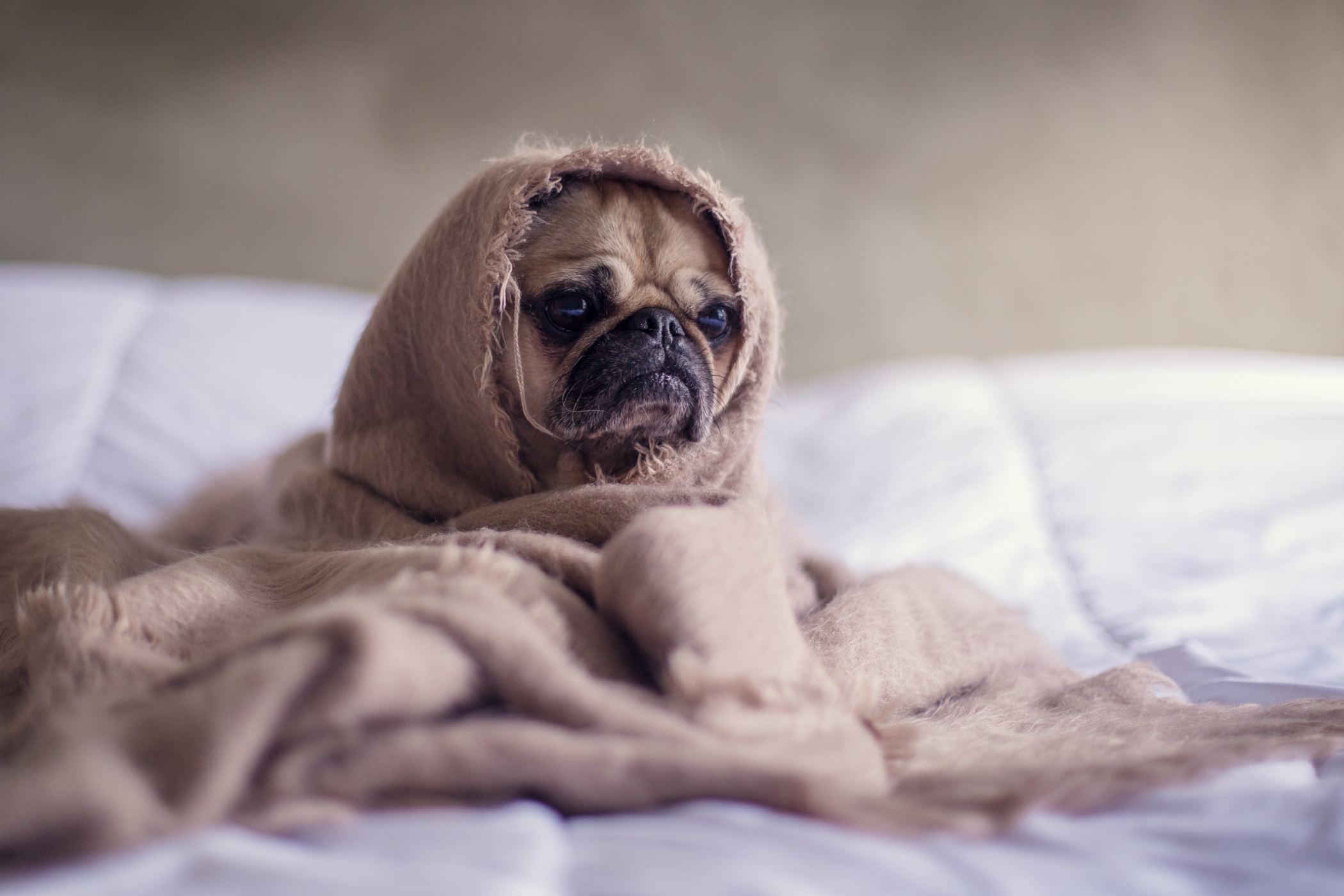 Buying them something nice would definitely contribute to the good grooming of pets in a shelter